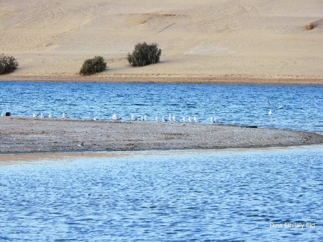 A Lakefront Villa in the Heart of Fayoum 18